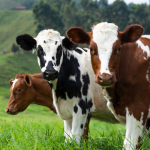 ГК «Люмэкс» предлагает приборно-методические решения для контроля токсичных элементов в побочных продуктах животноводства